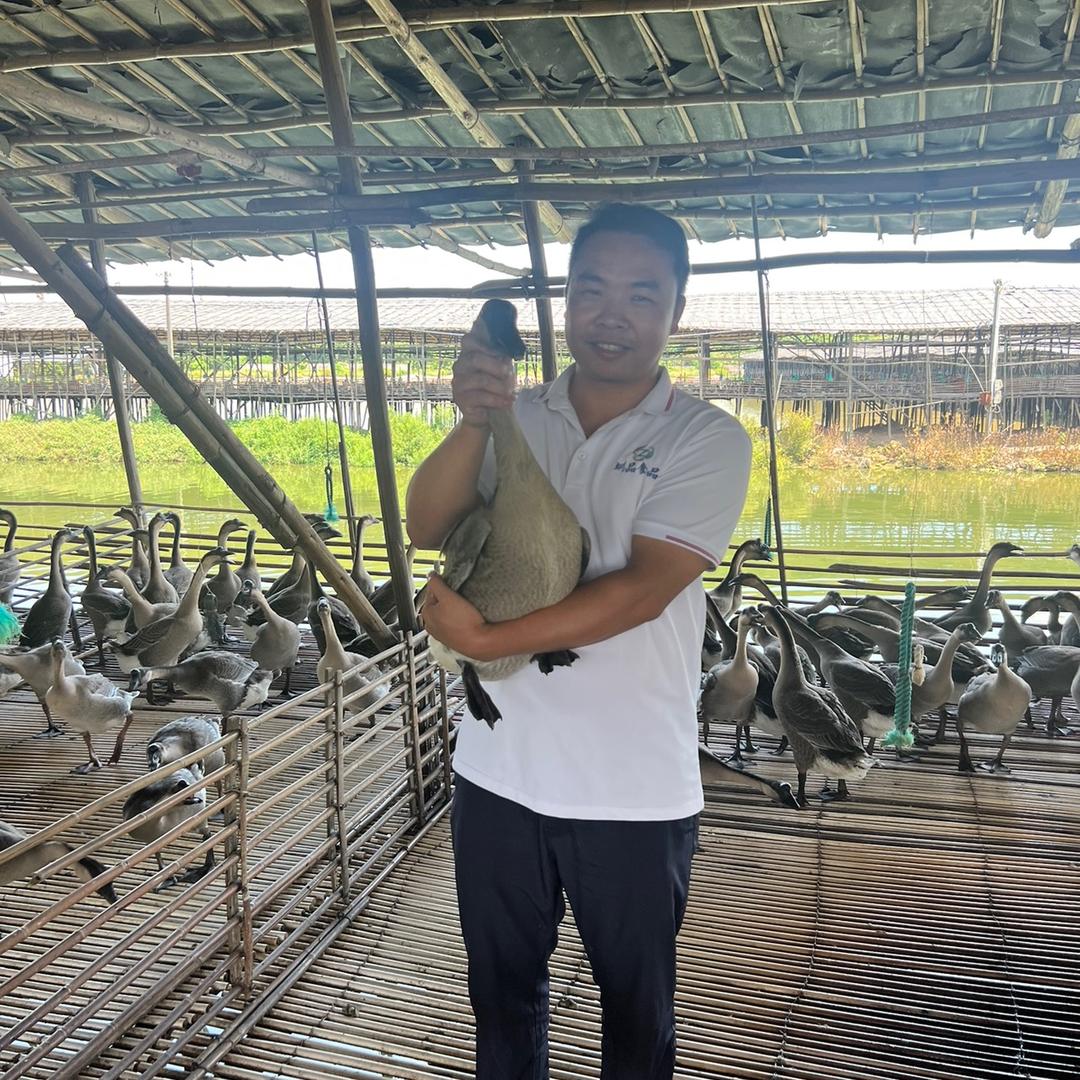 圳品鹅鸭鸡养殖屠宰配送