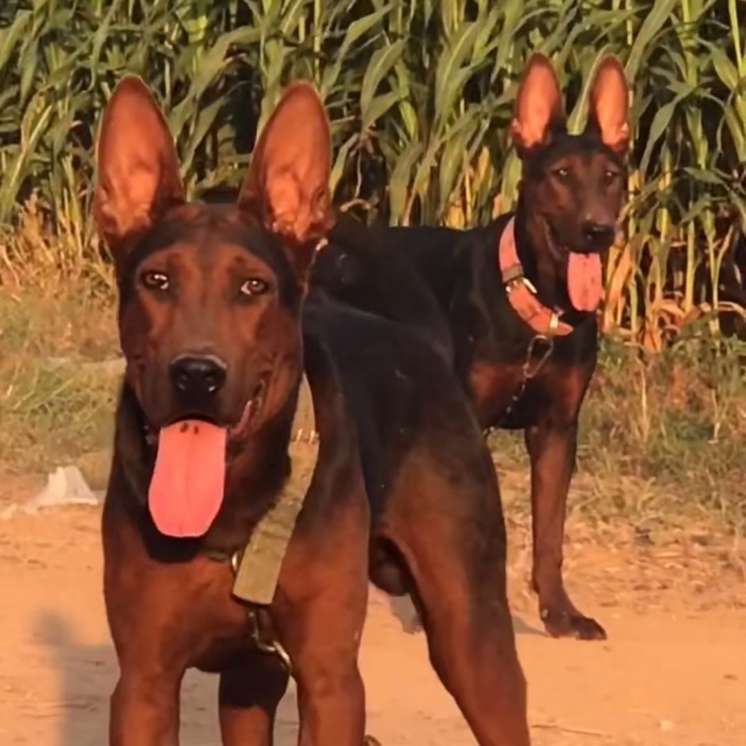 宠恩护卫狼犬
