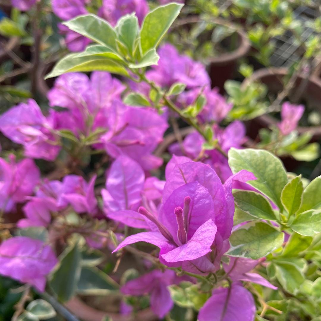 绿宝石的花园