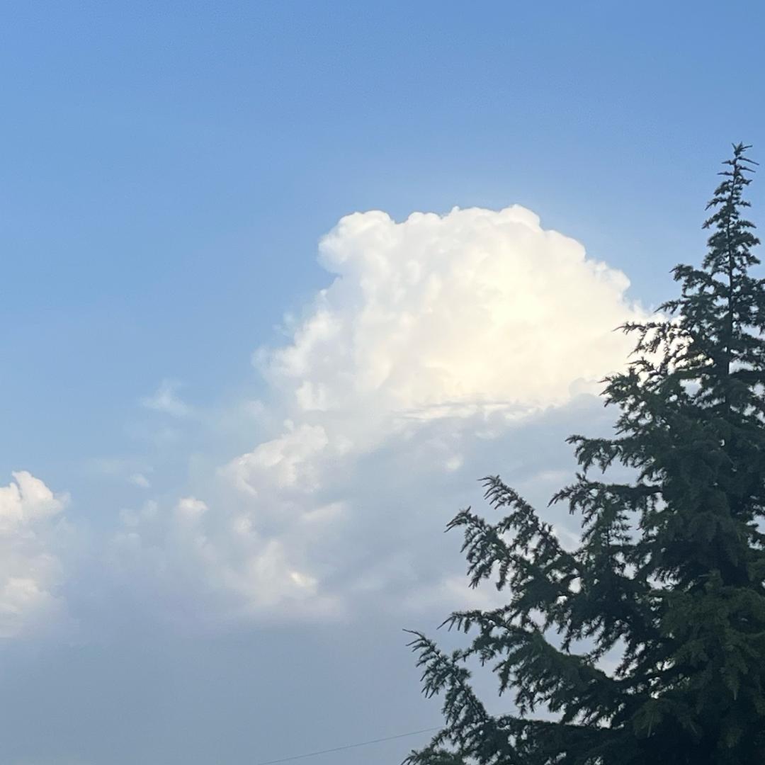 买香油的小芝麻