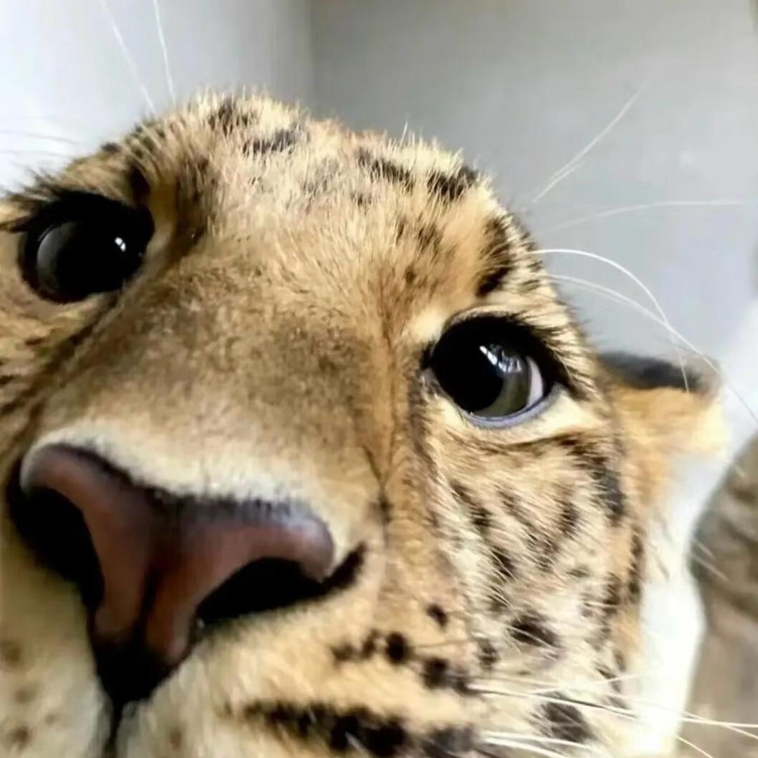 财神爷的掌上明珠💎