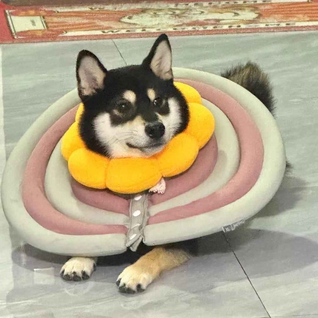 TOLDU