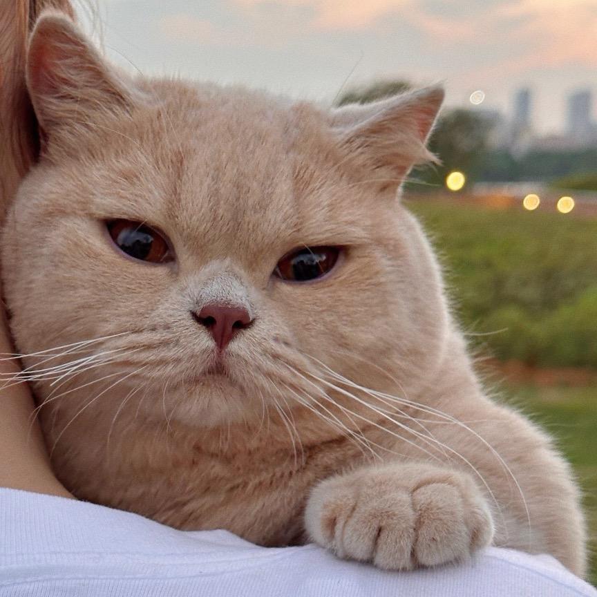 梨梨园上猫
