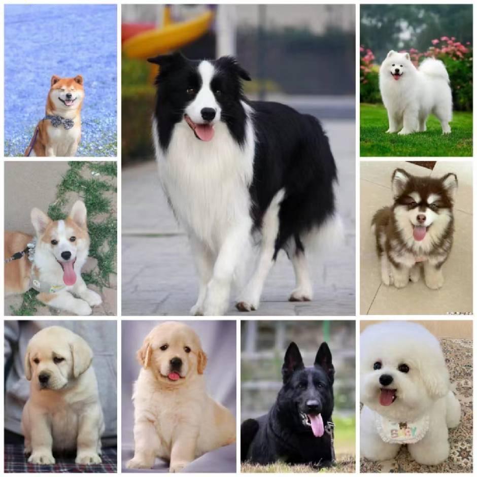 天津萌犬之家《要🐶私聊》