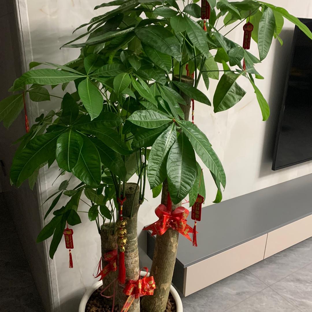 广州组装档