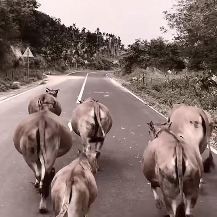 黄了个牛