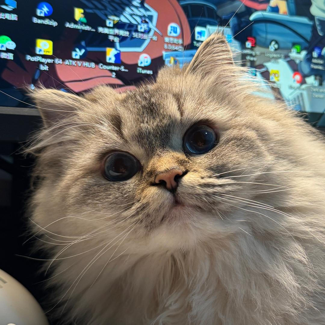 Levi 🦁️