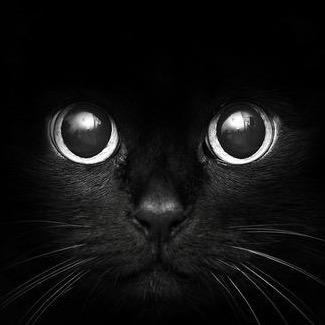 Kelly🐈‍⬛