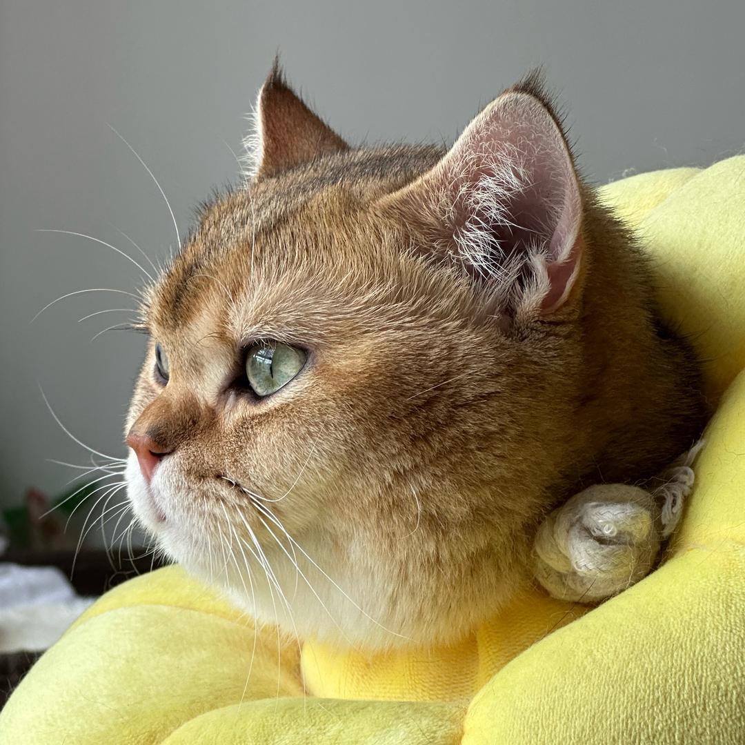 家有肥猫-🫶🏻
