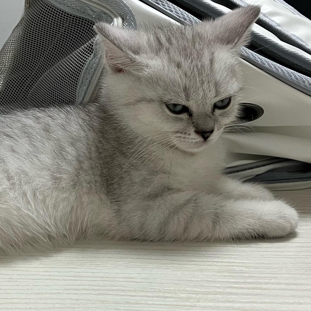潮愔