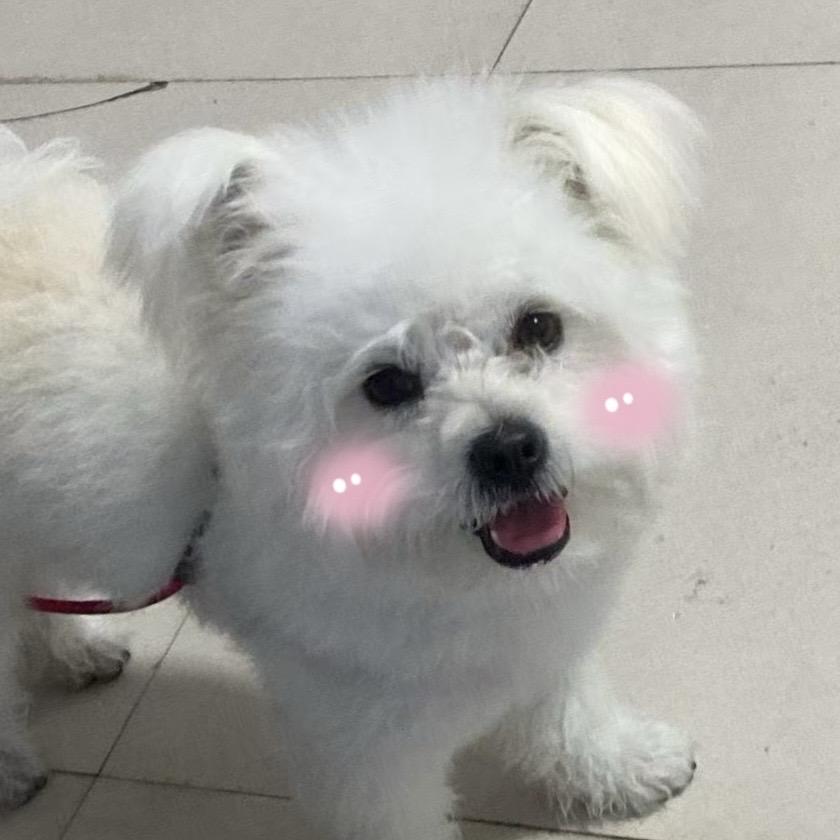 来财是只小比熊