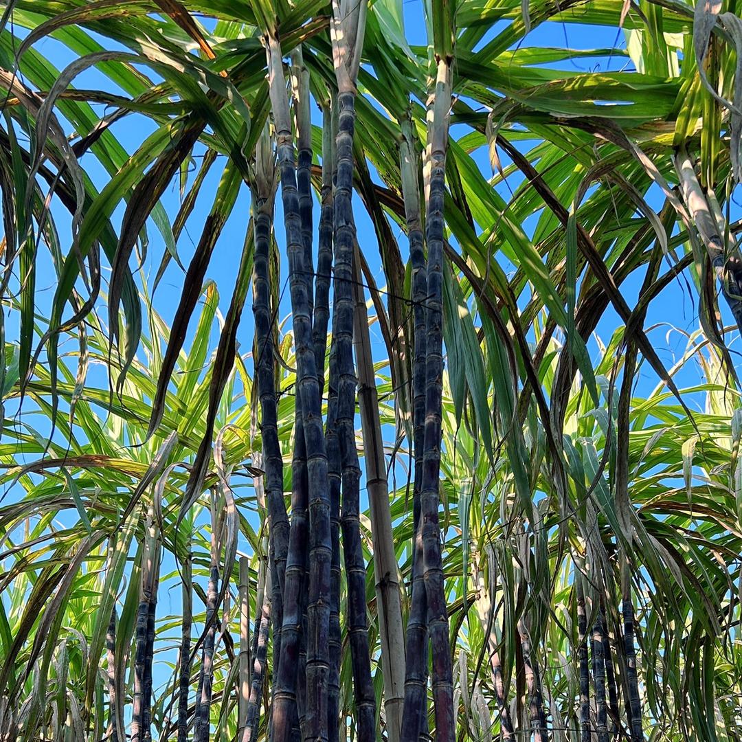 石井大妹官方账号
