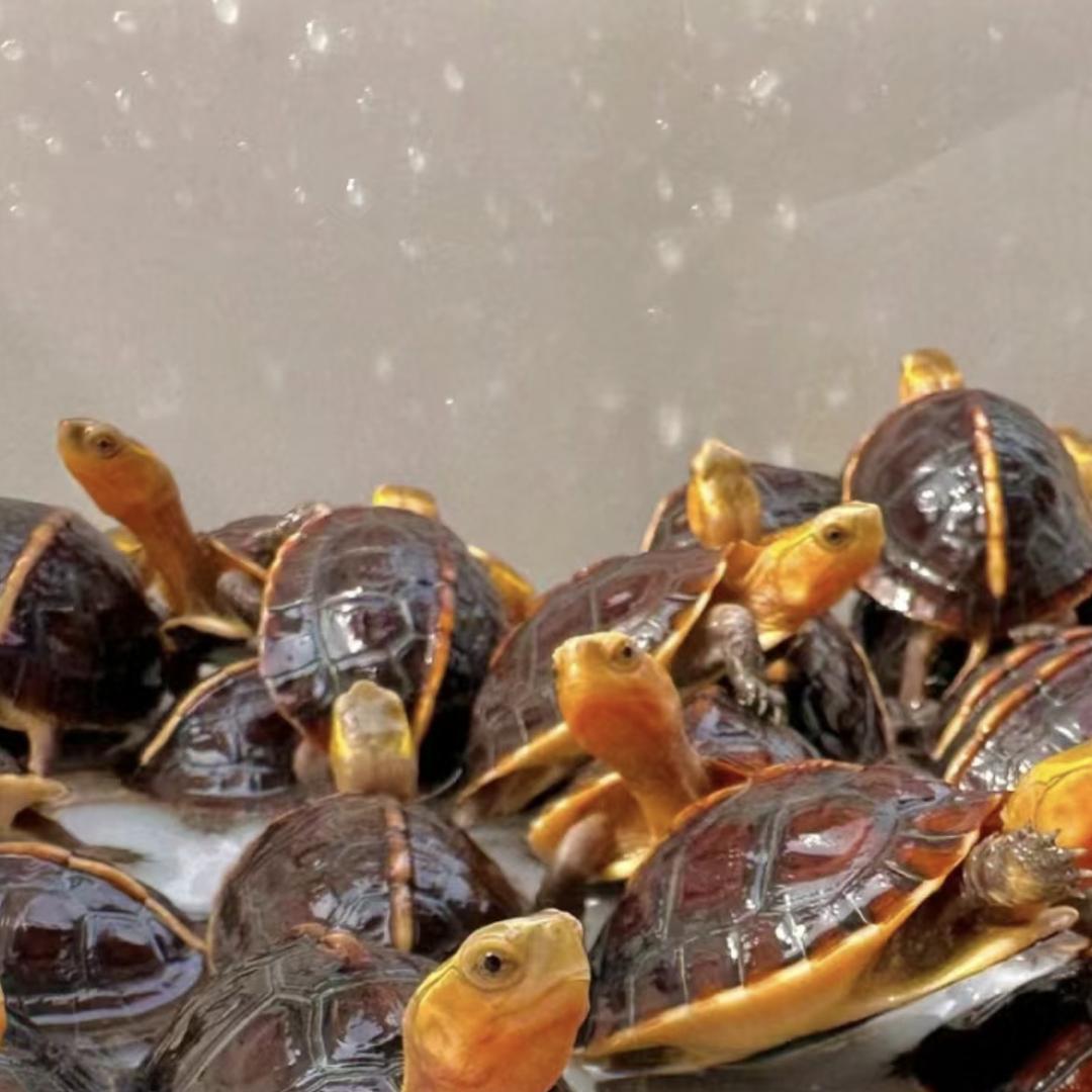 燊兴黄缘龟水产养殖场