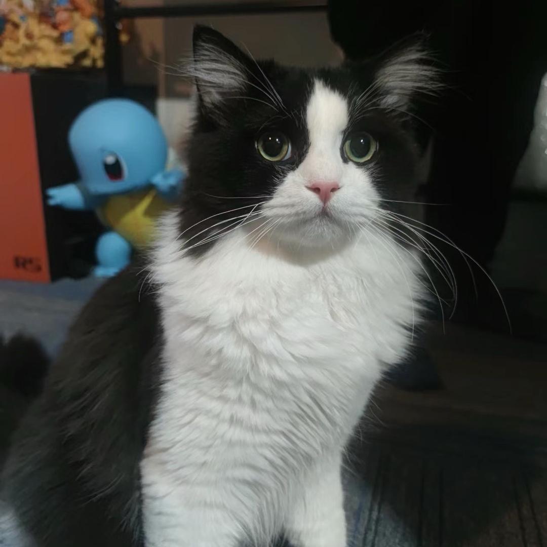 一颗倔强的石头