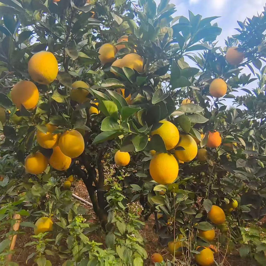 信丰县赣南果园种植基地