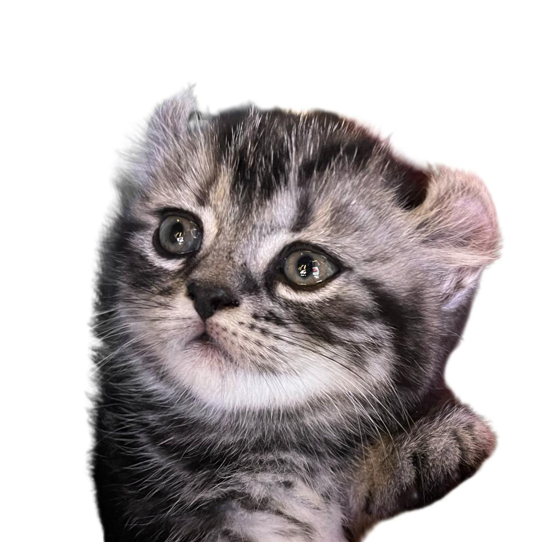 板栗是只卷耳猫🌰