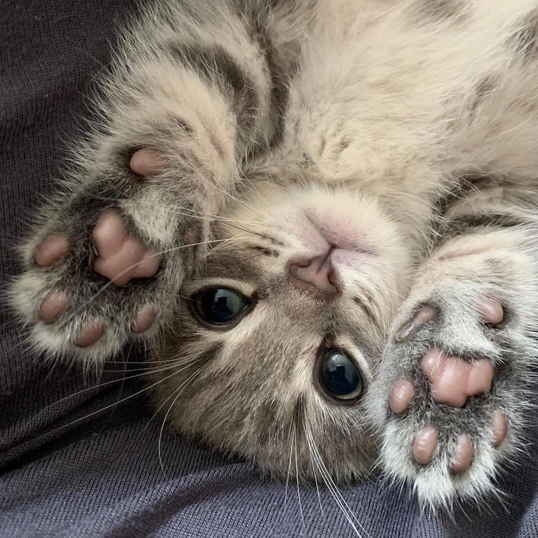 怪猫麦克