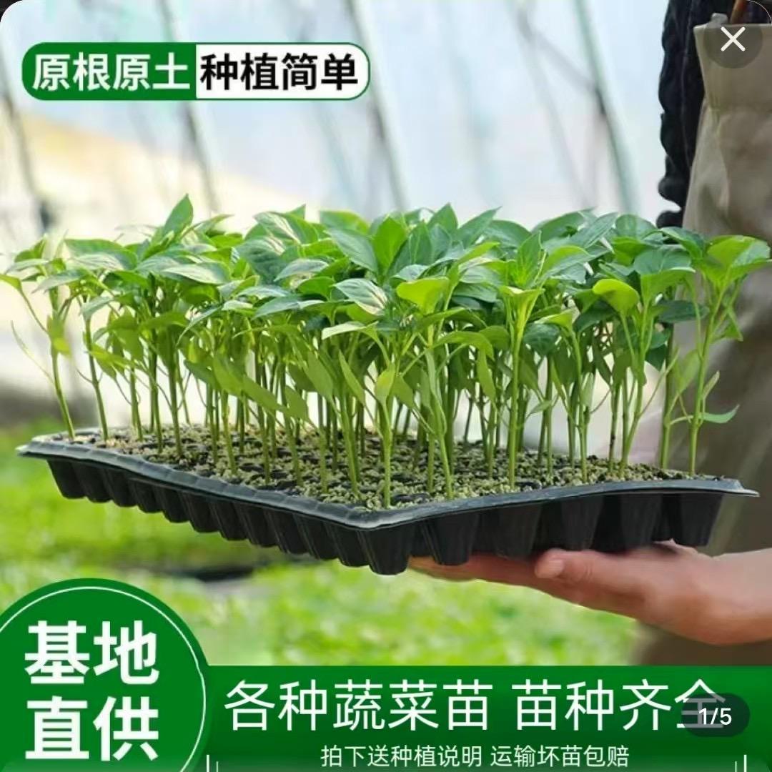 蔬芯园艺