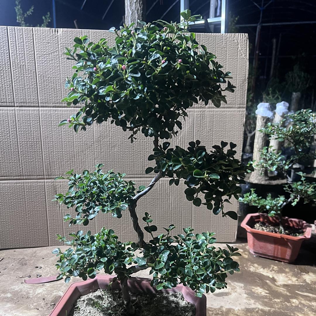 支离别花木中心