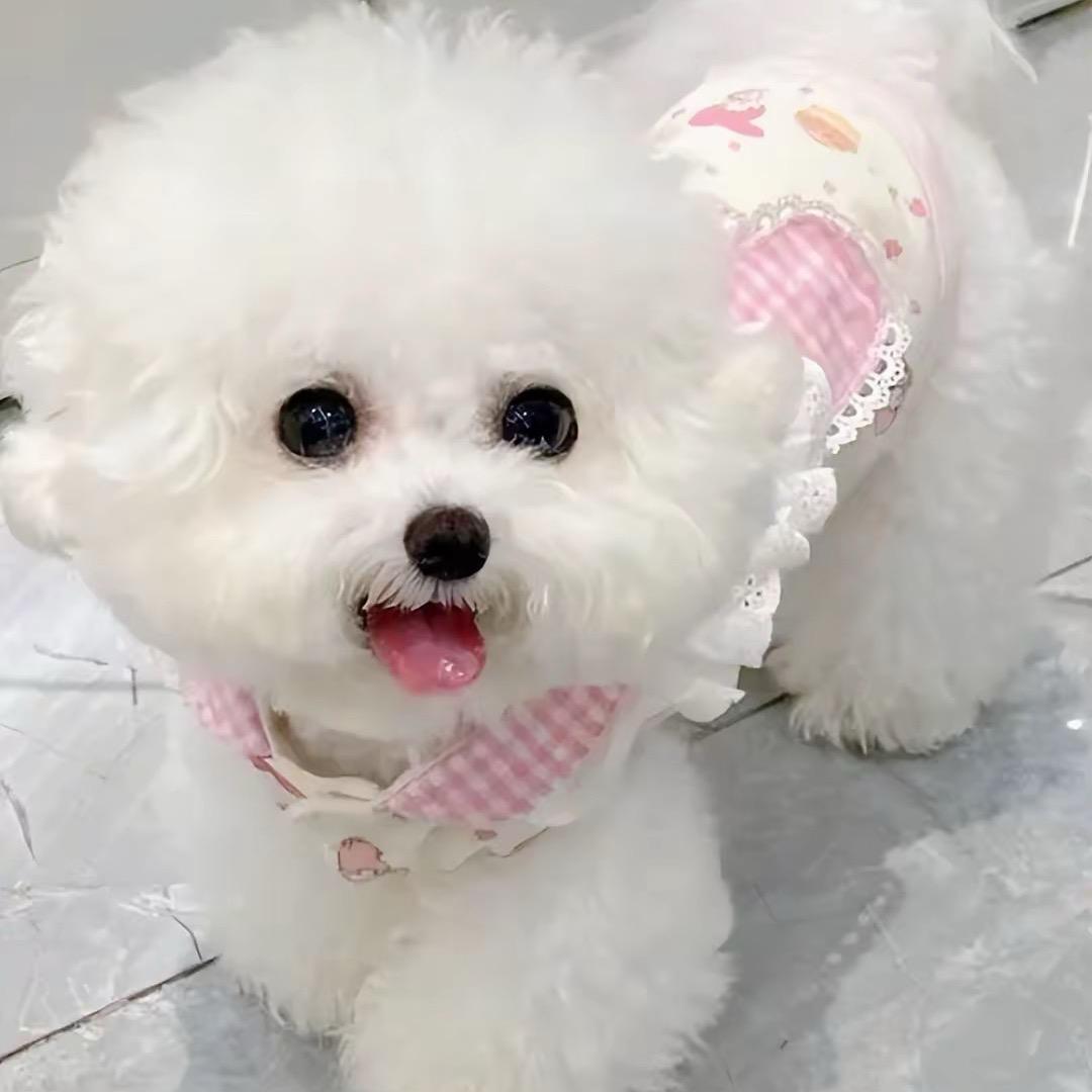 洛阳杰瑞萌宠