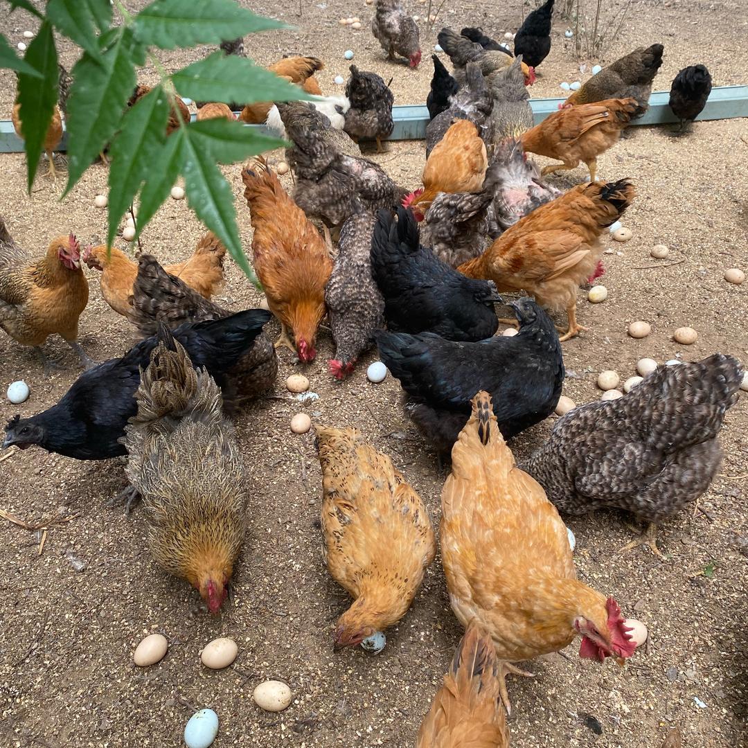 乡间寻味土鸡蛋