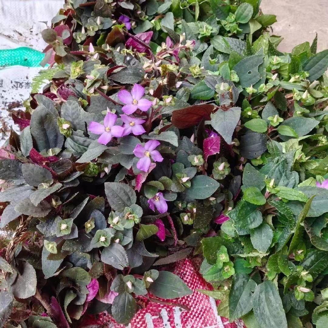 传统益肝草（褚红）