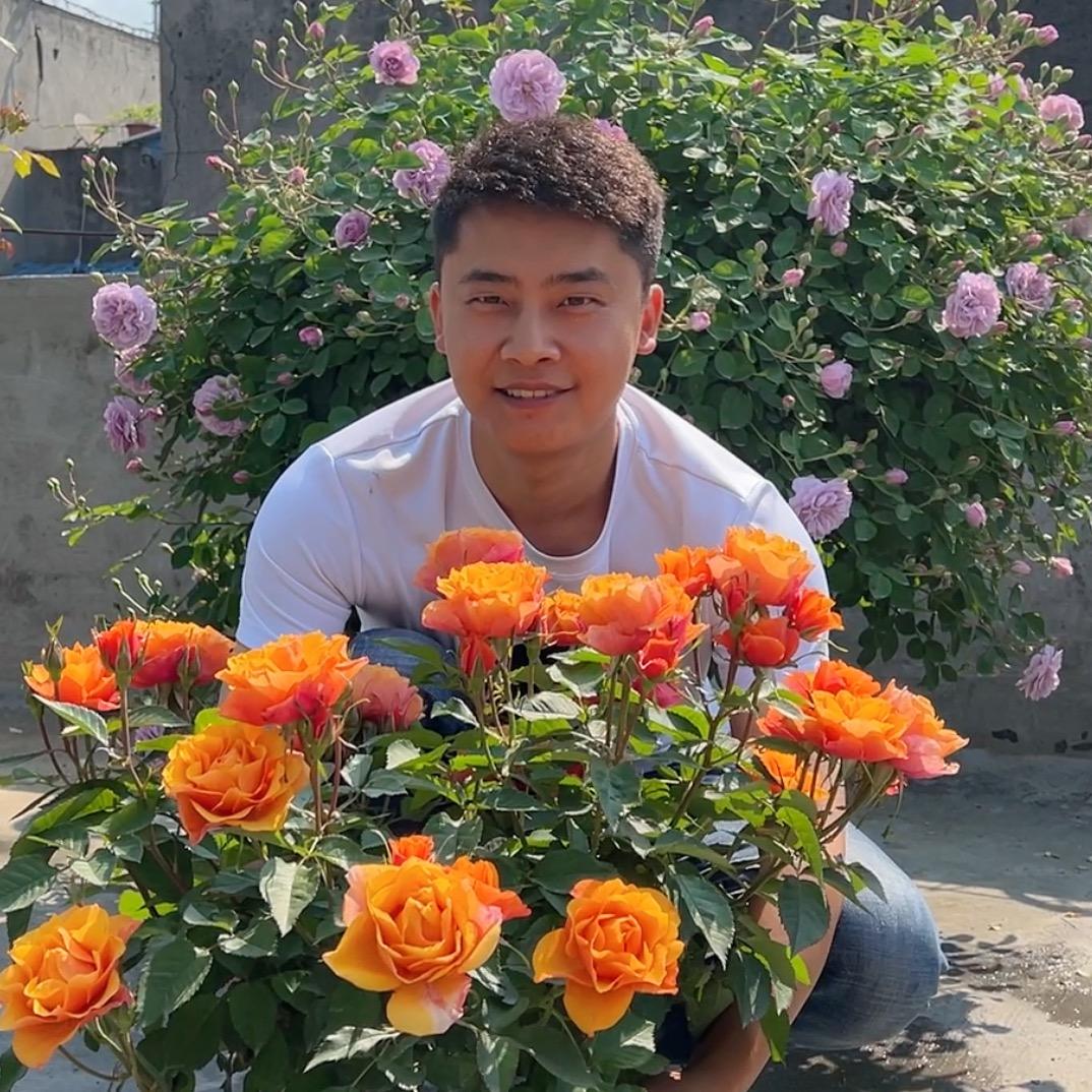 月季的枫叶