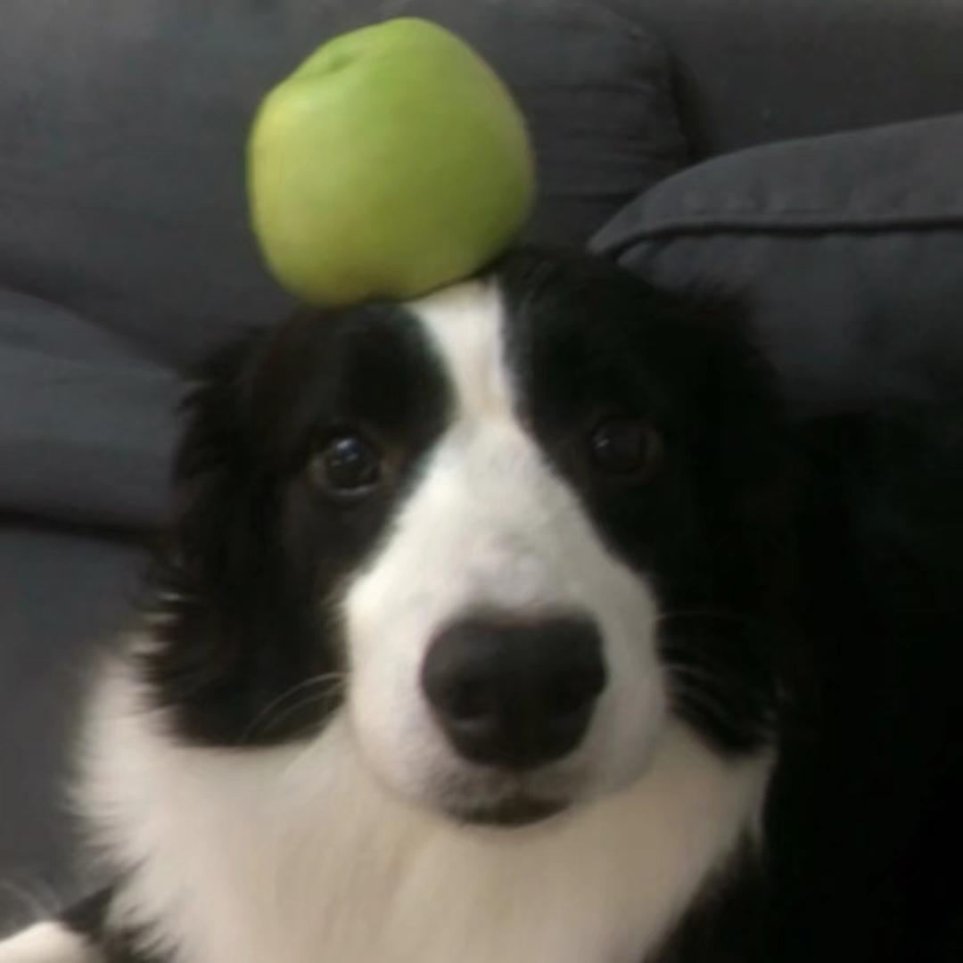 榴莲（奶龙战队-二队管理）