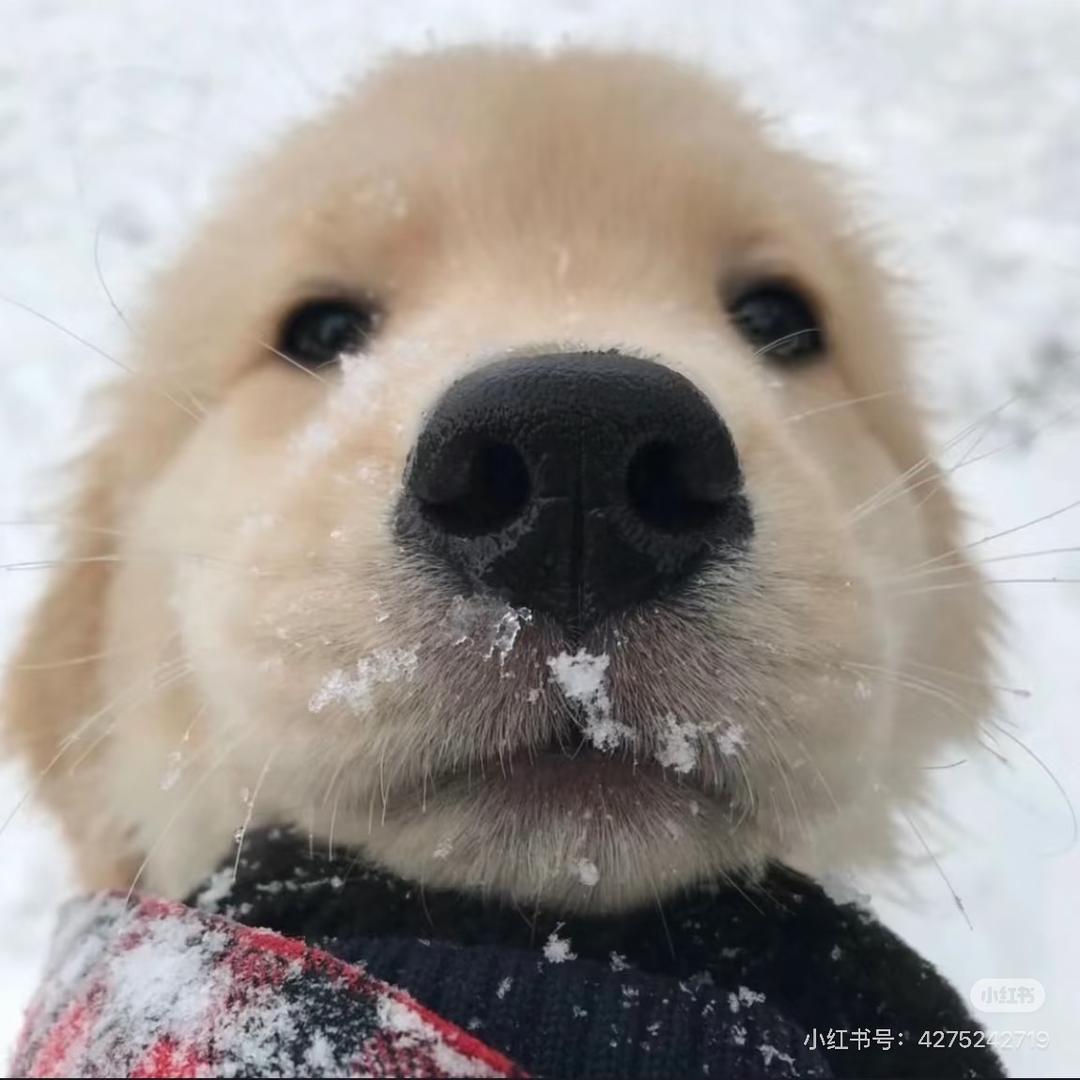 派大吐口水星子