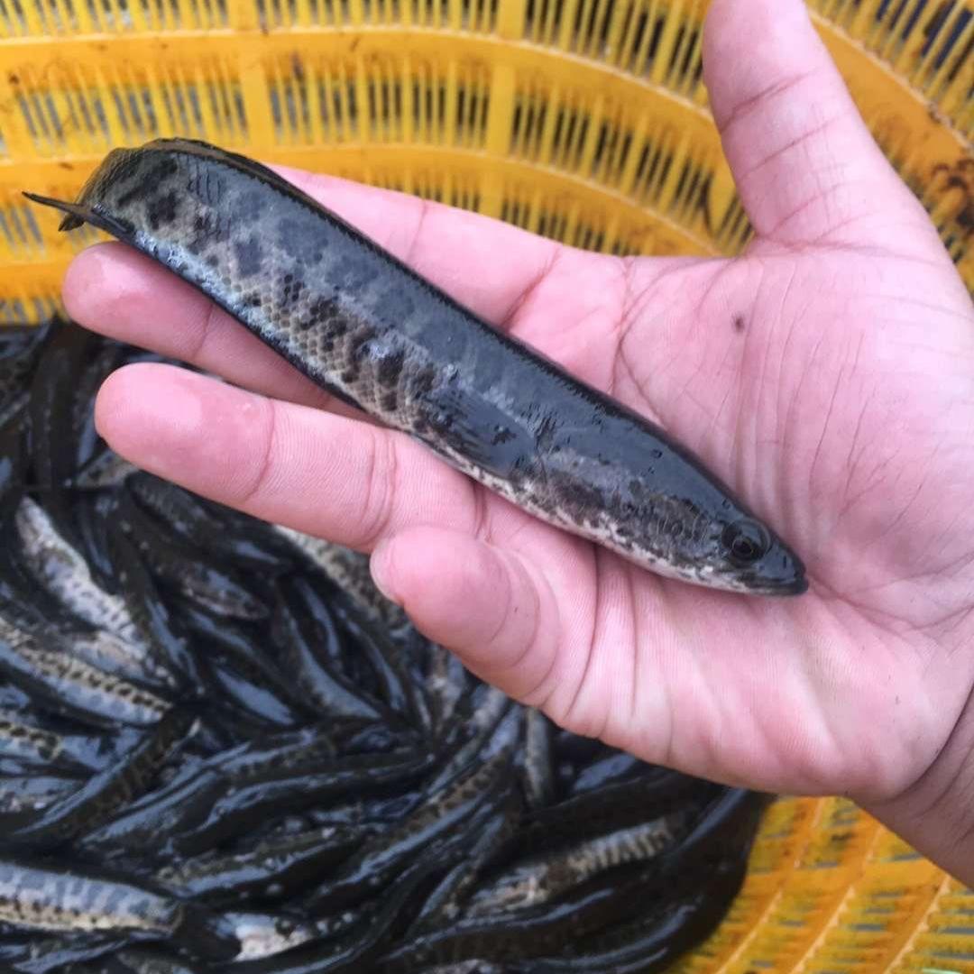 丰源达黑鱼养殖