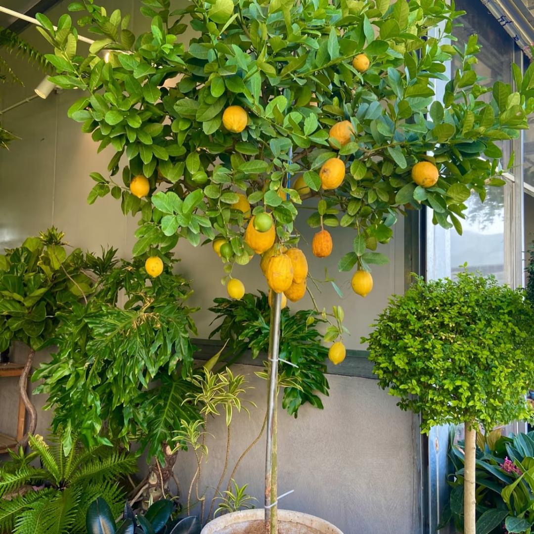 氧苗果树苗木旗舰店