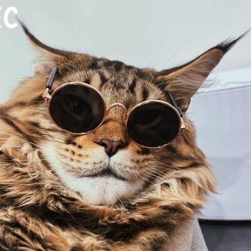 胖虎家的缅因猫