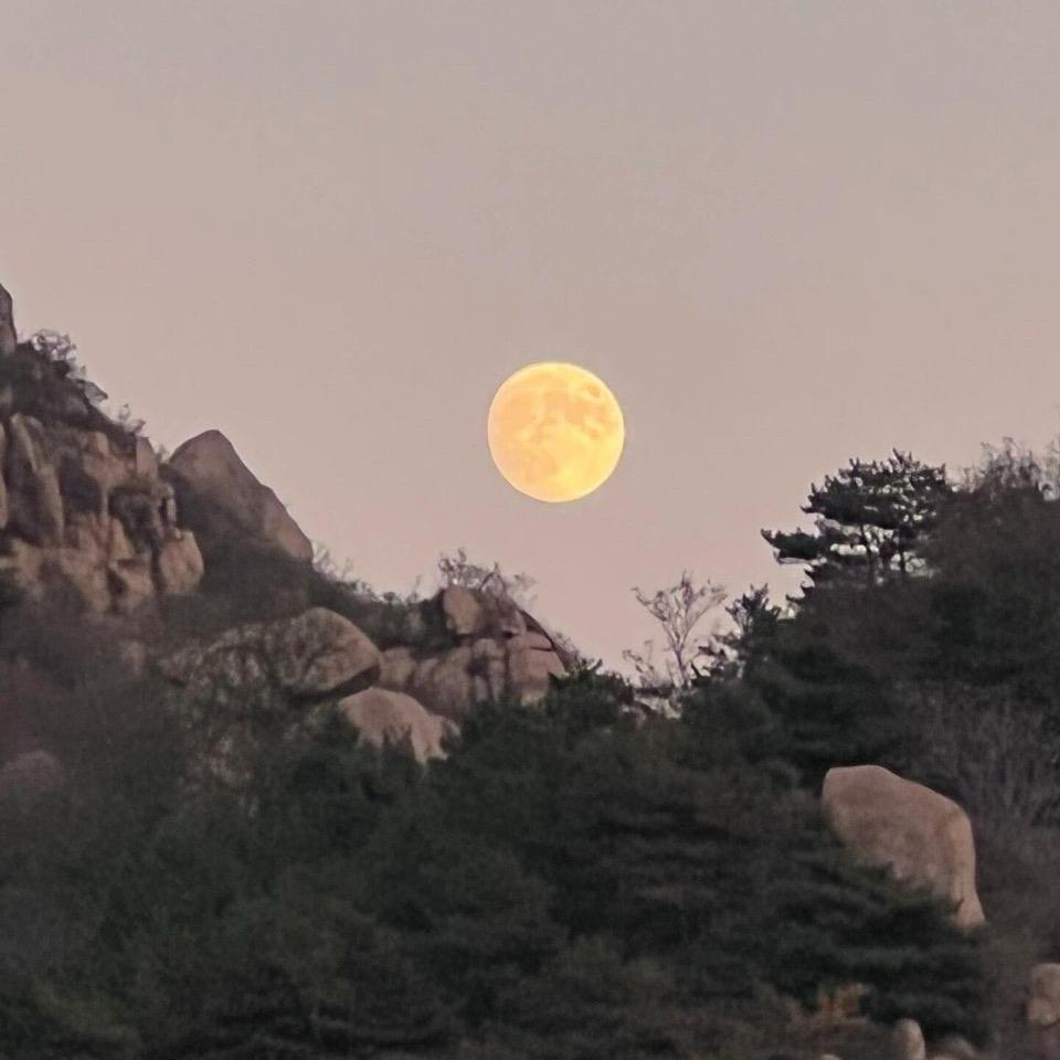 竹影