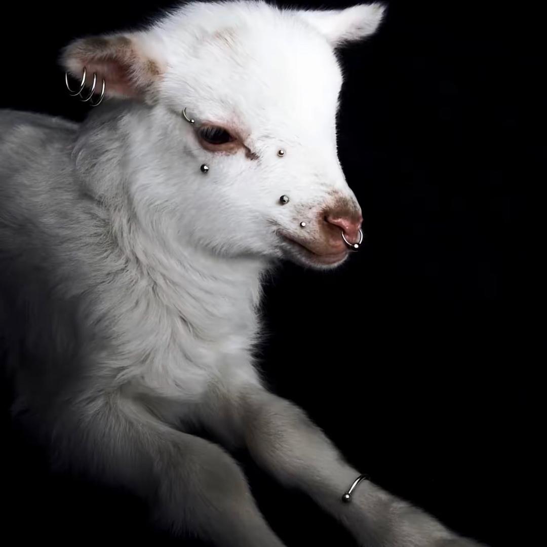 𝖓𝖎𝖓𝖌𝖓𝖎·