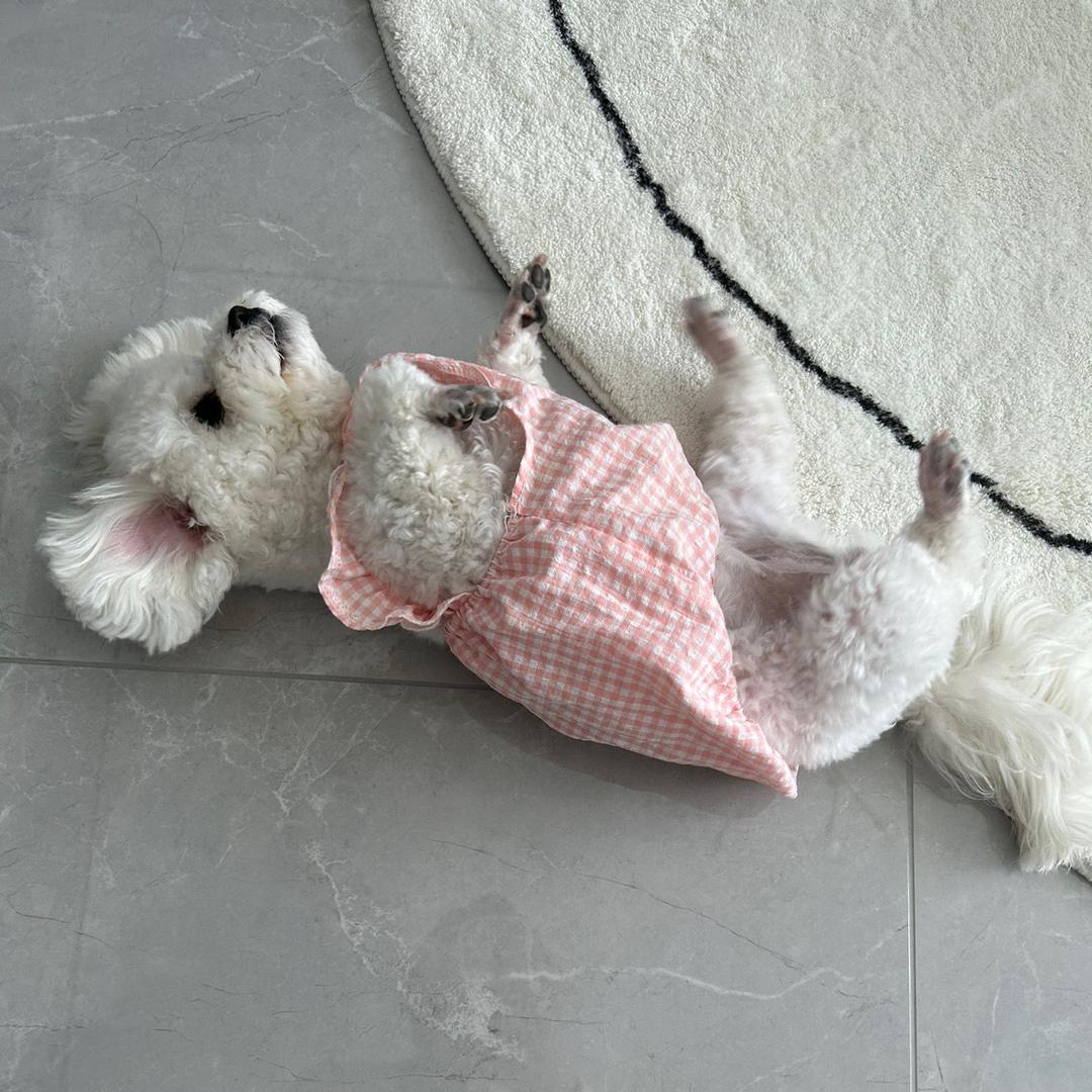 饭团儿的姐姐吖