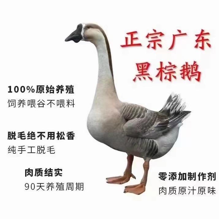 味鲜鹅食品批发唐生