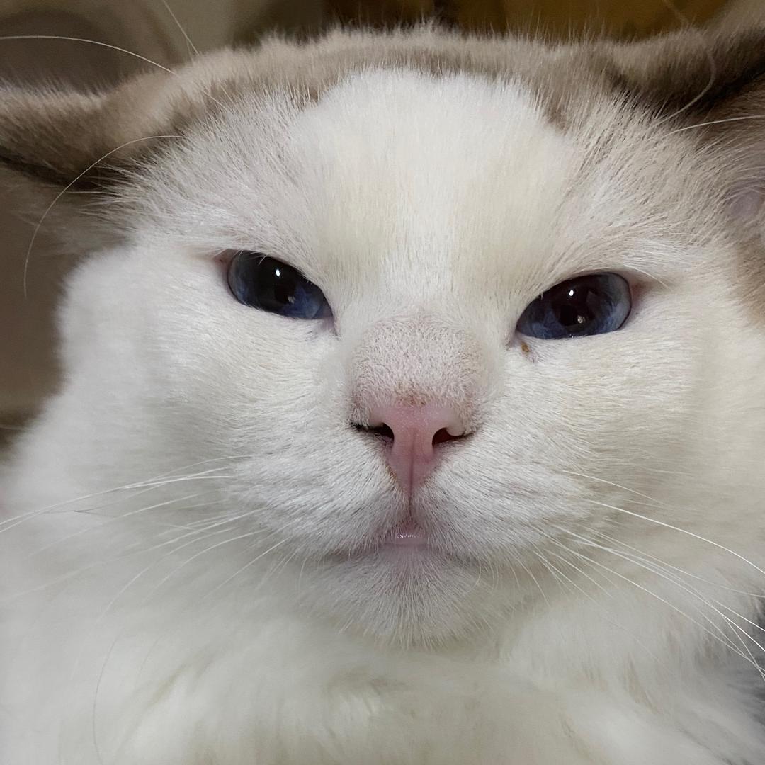上汽大众-猫猫女王