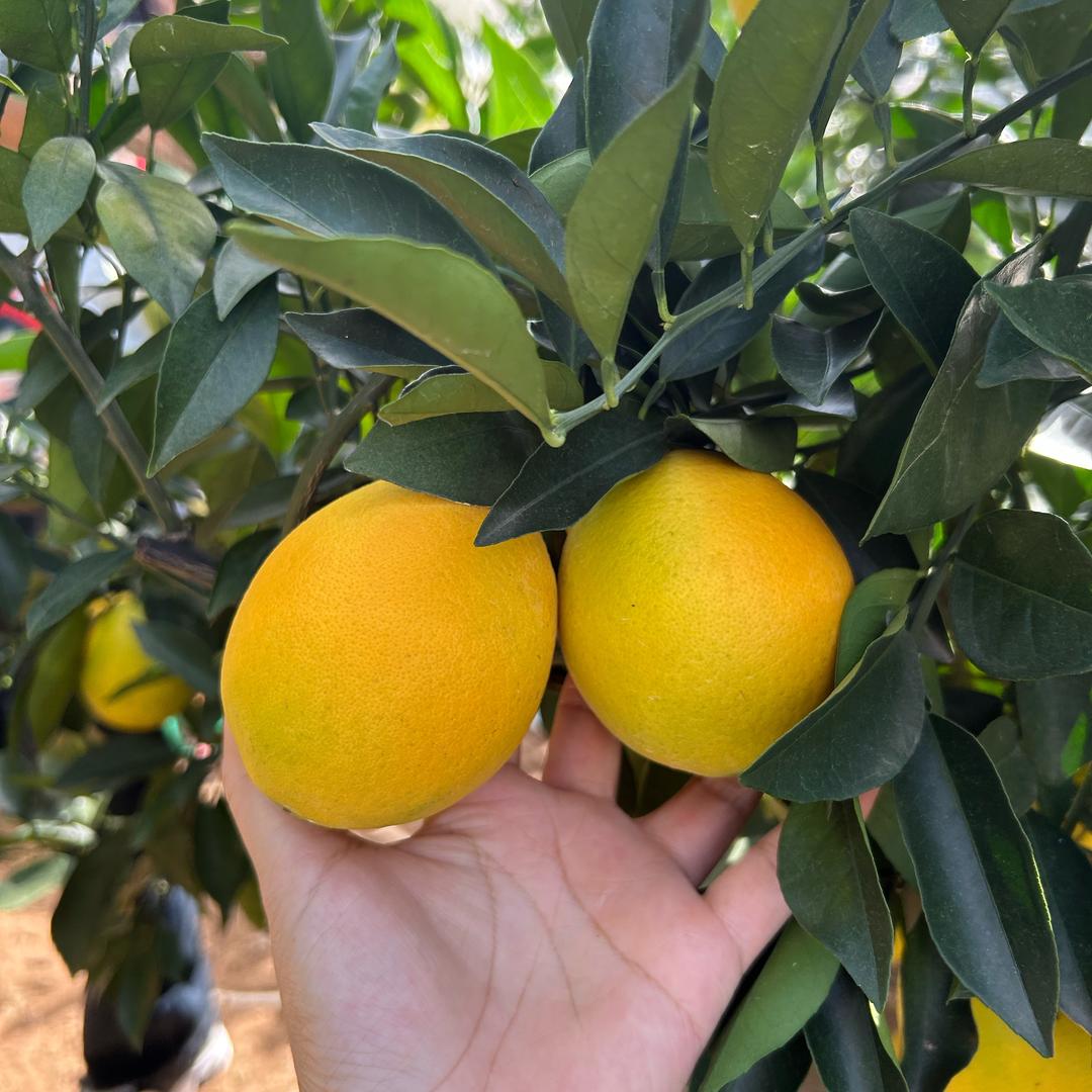 莉姐鲜果供应链