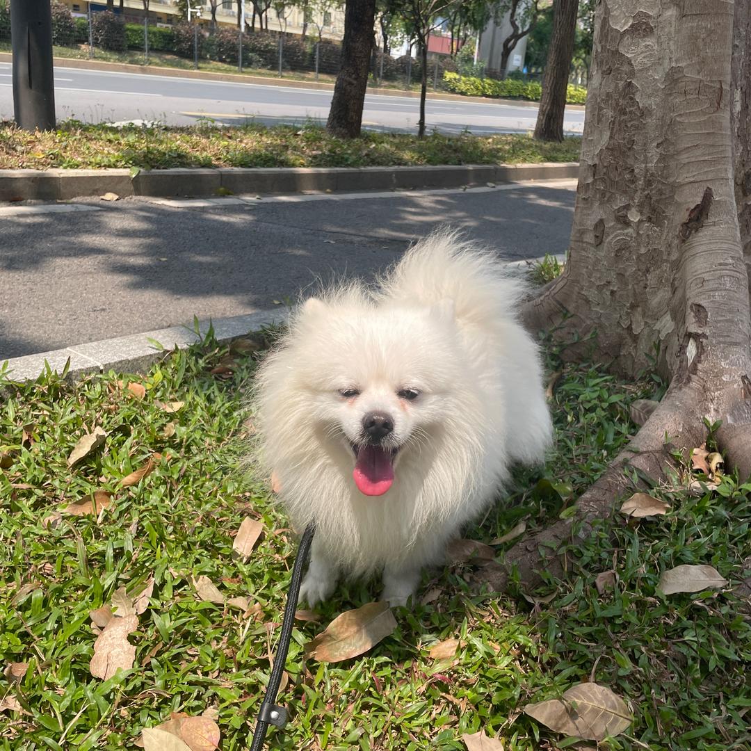 富贵美乐多യ