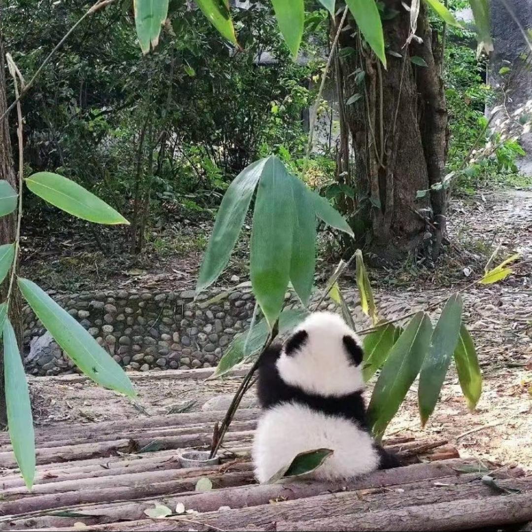 掉毛球球