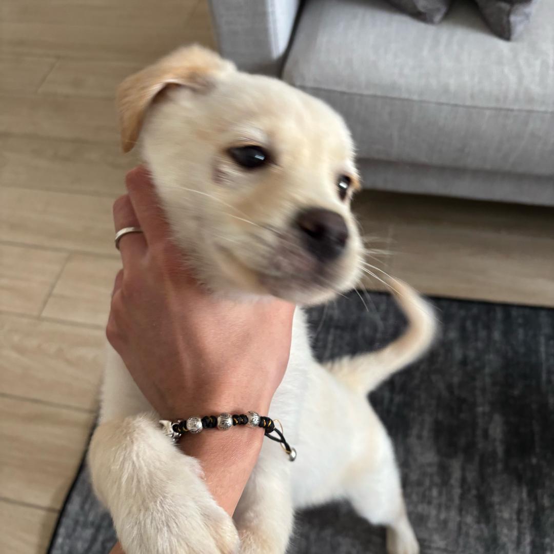 饭便无敌岁岁汪