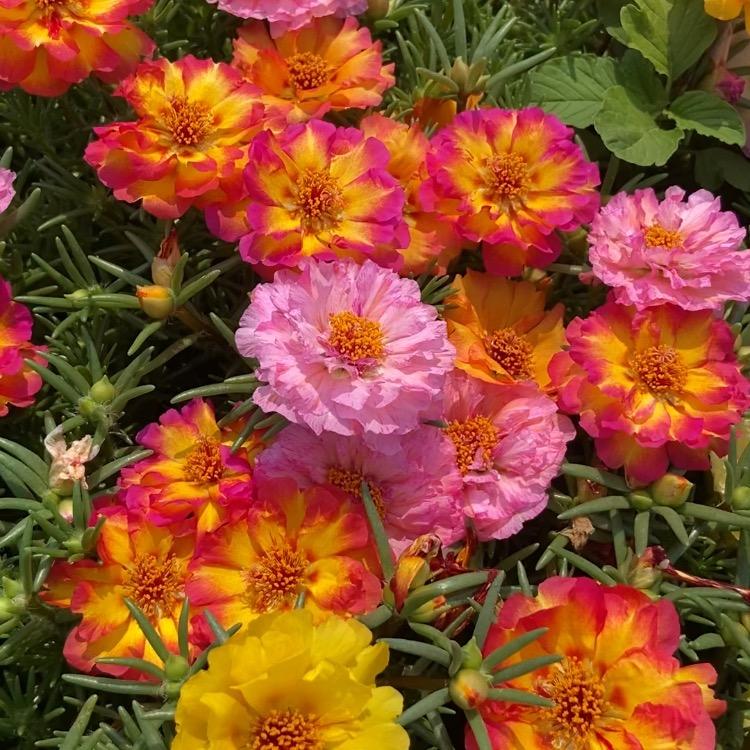 稀有太阳花（培育基地）