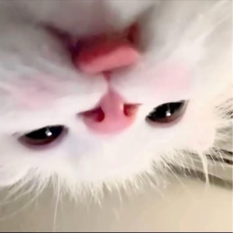 一只皮皮虾u