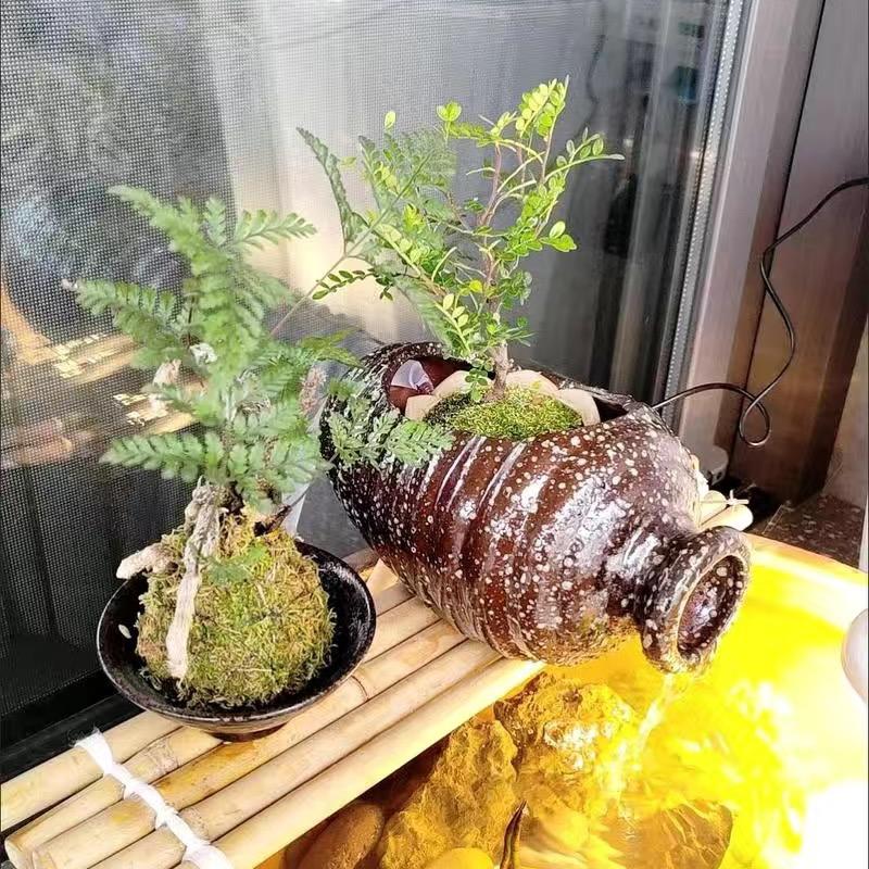 骏眉红茶