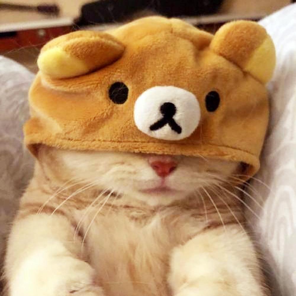 车圈懂王
