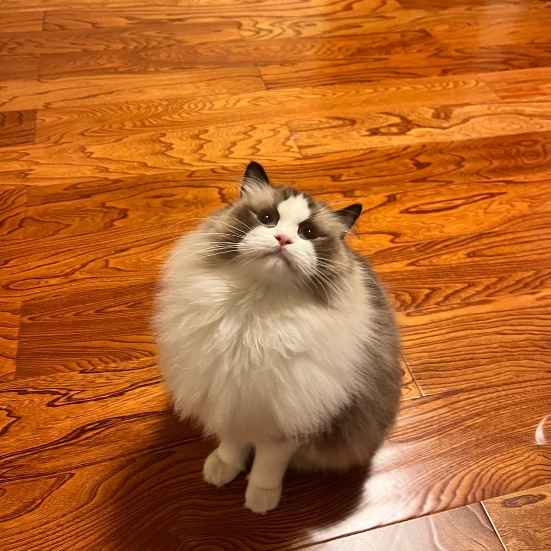 Yaya