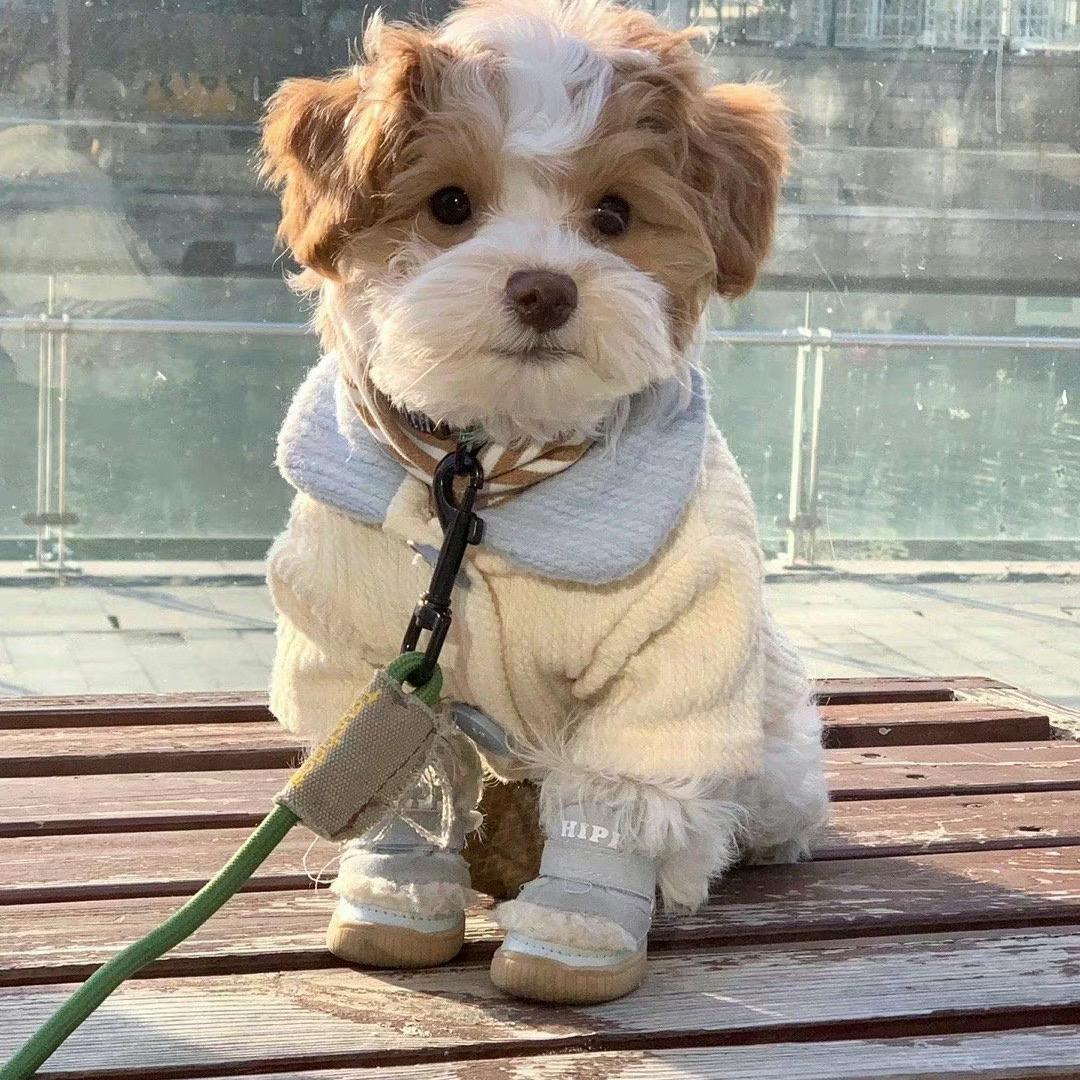 黄鱼