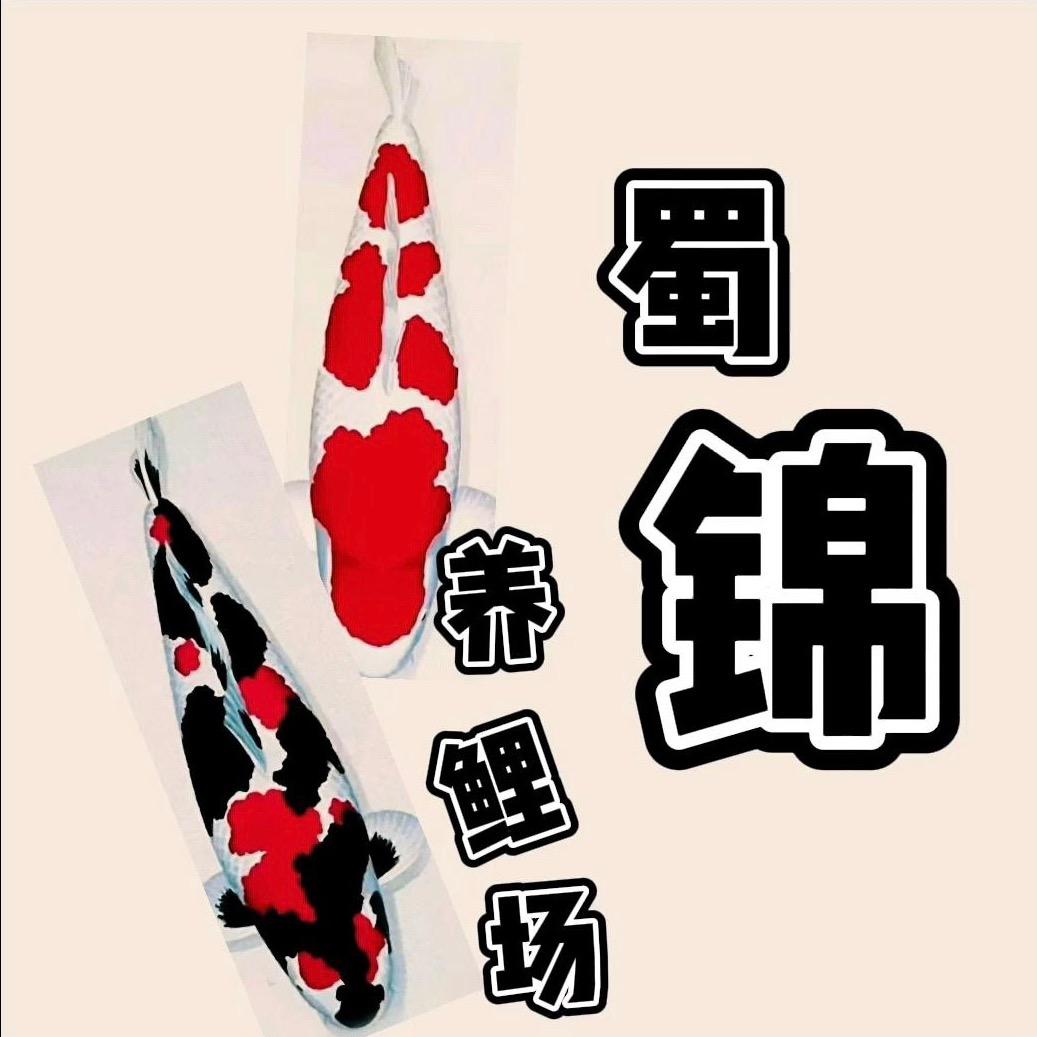 四川蜀锦 锦鲤场