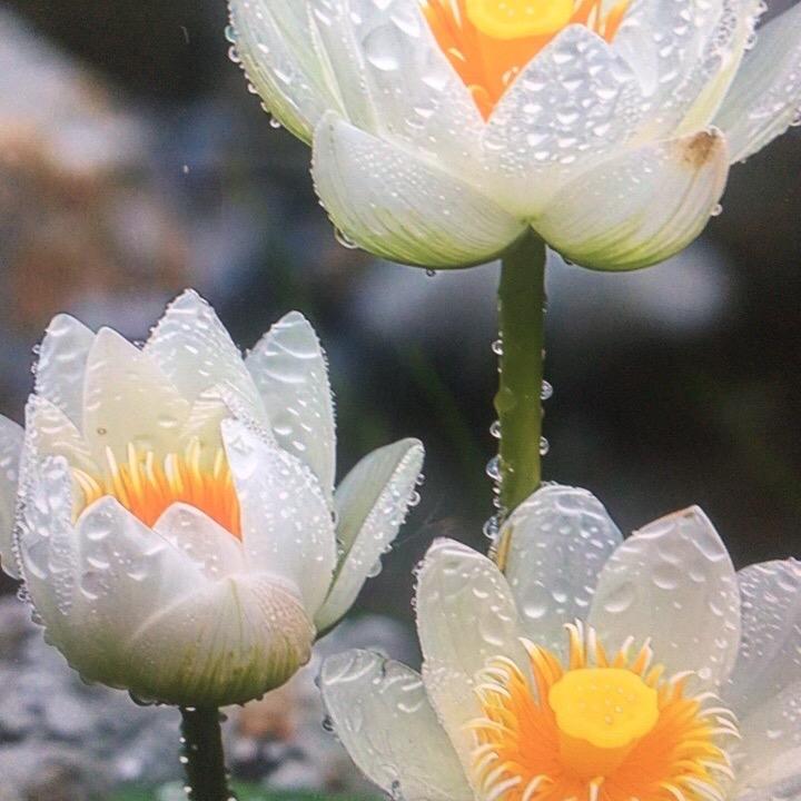 风风火火