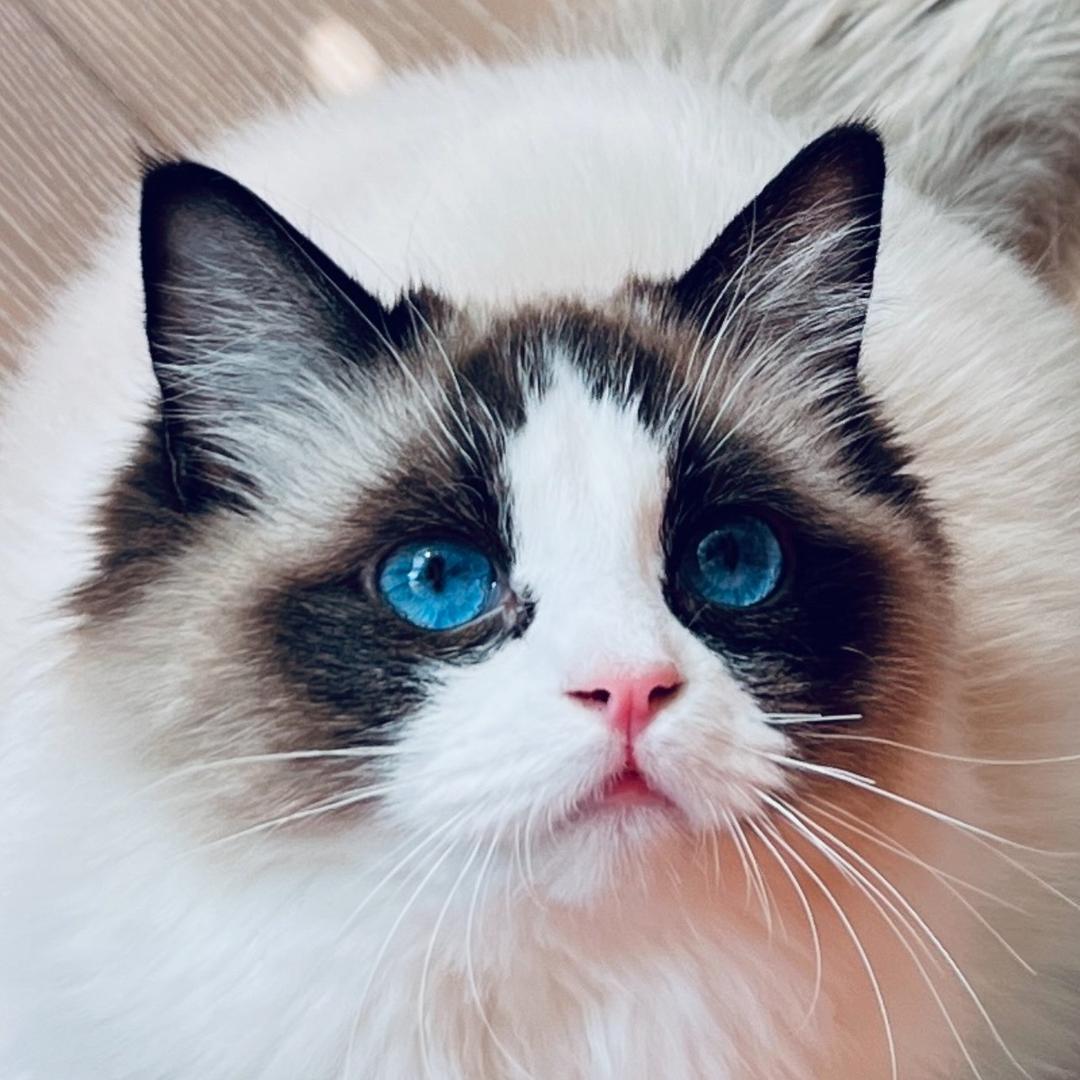 Ula